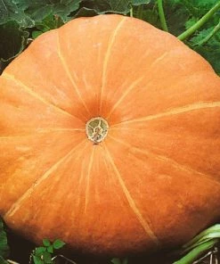 Roots Plants All Vegetable Plants 3 Organic 'Hundredweight' Pumpkin Plants