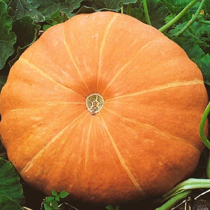 Roots Plants All Vegetable Plants 3 Organic 'Hundredweight' Pumpkin Plants 3 Roots Plants All Vegetable Plants 3 Organic 'Hundredweight' Pumpkin Plants