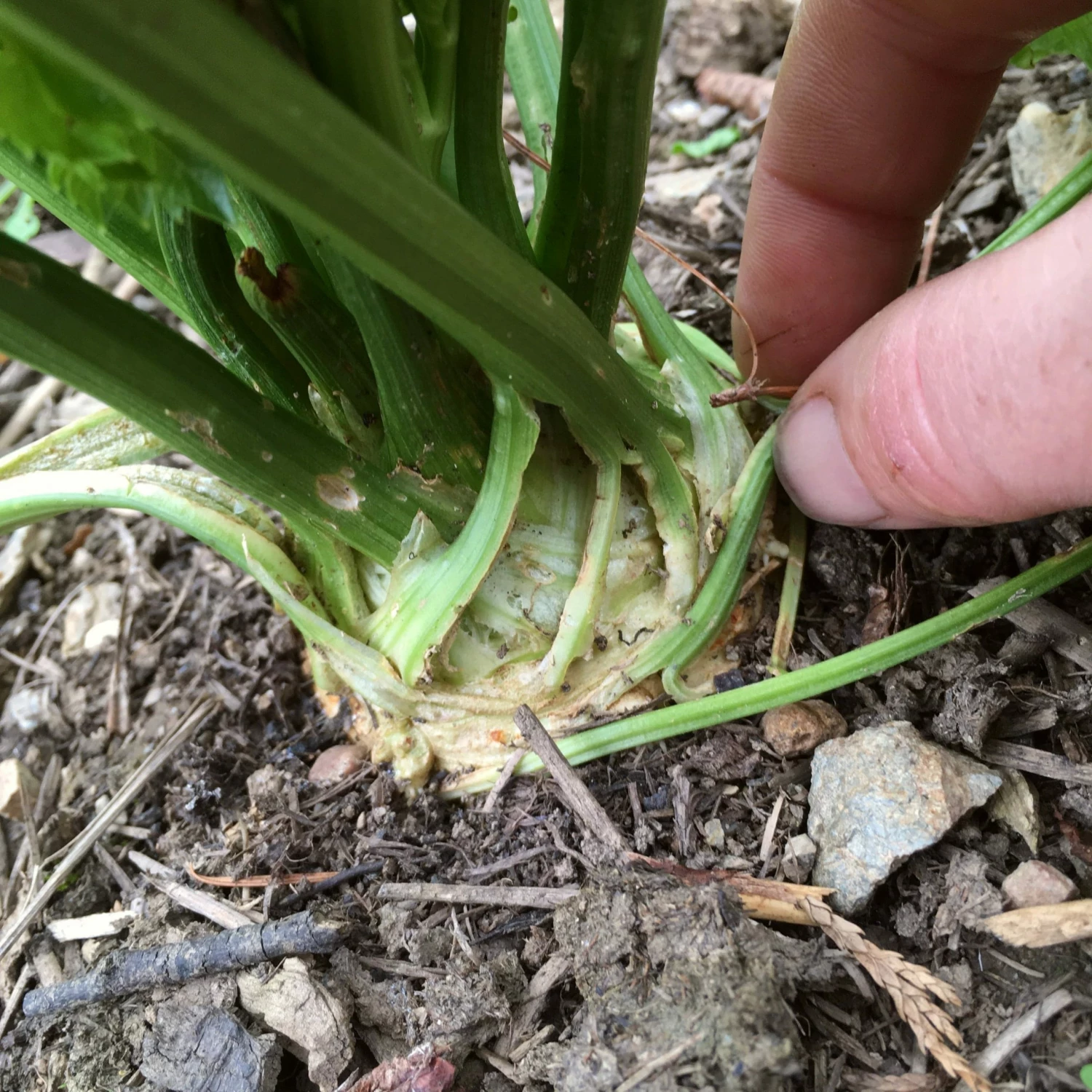 Roots Plants 10 Organic 'Giant Prague' Celeriac Plants 6 Roots Plants 10 Organic 'Giant Prague' Celeriac Plants