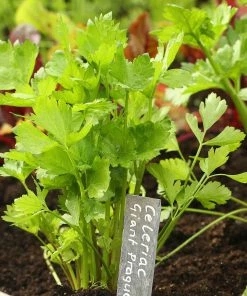 Roots Plants 10 Organic 'Giant Prague' Celeriac Plants 14 Roots Plants 10 Organic 'Giant Prague' Celeriac Plants