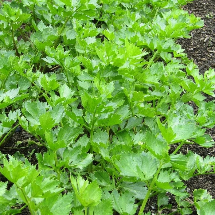 Roots Plants 10 Organic 'Giant Prague' Celeriac Plants 4 Roots Plants 10 Organic 'Giant Prague' Celeriac Plants