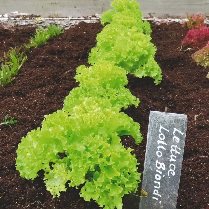 Roots Plants 10 Organic 'Lollo Biondi' Lettuce Plants 5 Roots Plants 10 Organic 'Lollo Biondi' Lettuce Plants