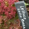 Roots Plants 10 Organic 'Lollo Rossa' Lettuce Plants