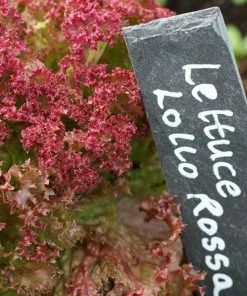 Roots Plants 10 Organic 'Lollo Rossa' Lettuce Plants