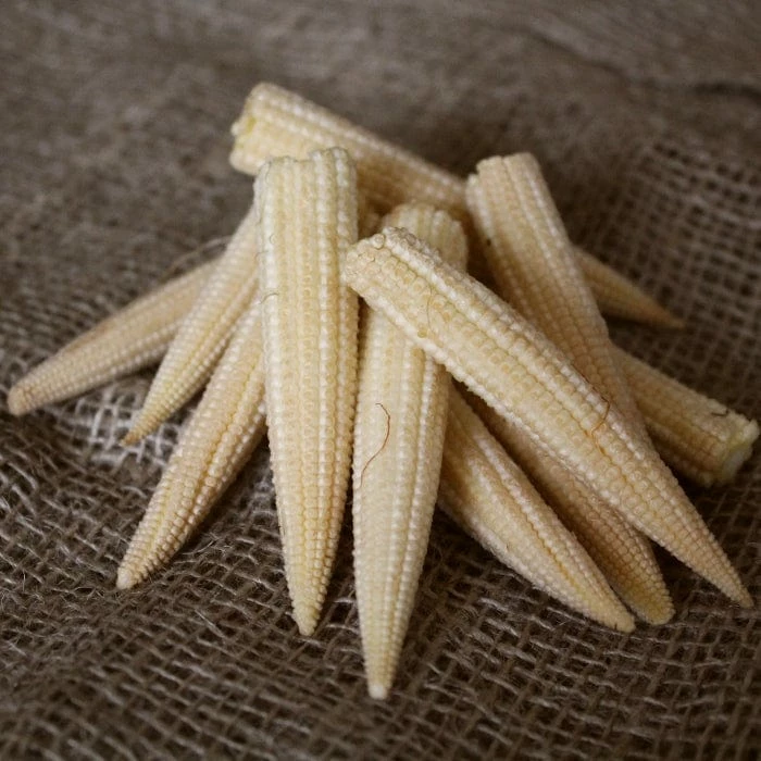 Roots Plants 10 Organic 'Minipop' Baby Sweetcorn Plants All Vegetable Plants 6 Roots Plants 10 Organic 'Minipop' Baby Sweetcorn Plants All Vegetable Plants