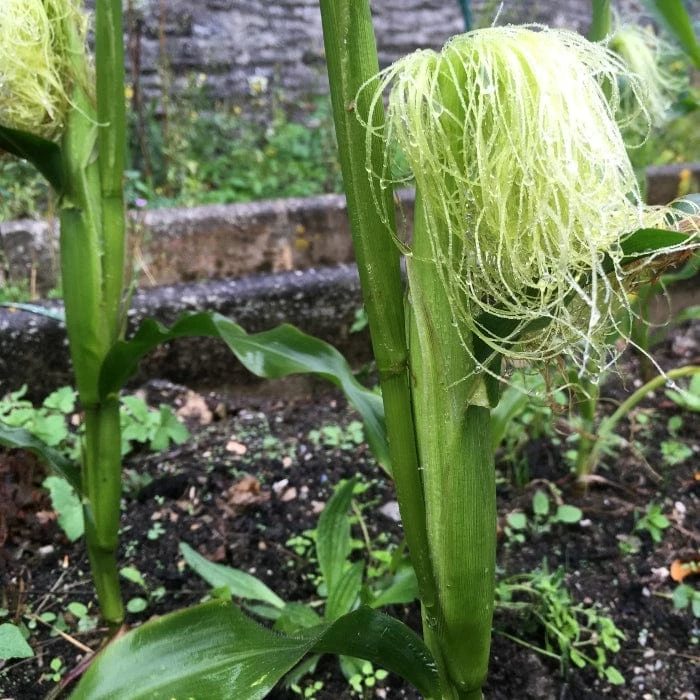 Roots Plants 10 Organic 'Minipop' Baby Sweetcorn Plants All Vegetable Plants 5 Roots Plants 10 Organic 'Minipop' Baby Sweetcorn Plants All Vegetable Plants
