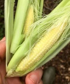 Roots Plants 10 Organic 'Minipop' Baby Sweetcorn Plants All Vegetable Plants