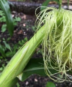 Roots Plants 10 Organic 'Minipop' Baby Sweetcorn Plants All Vegetable Plants