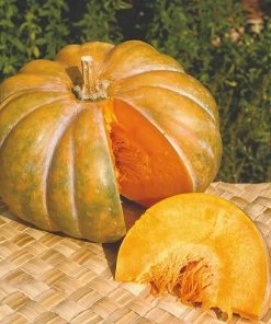 Roots Plants Root Vegetables 3 Organic 'Musquee De Provence' Winter Squash Plants 12 Roots Plants Root Vegetables 3 Organic 'Musquee De Provence' Winter Squash Plants