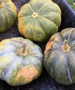 Roots Plants Root Vegetables 3 Organic 'Musquee De Provence' Winter Squash Plants 11 Roots Plants Root Vegetables 3 Organic 'Musquee De Provence' Winter Squash Plants