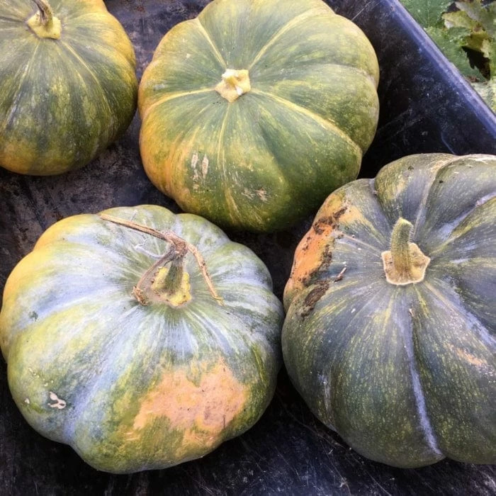 Roots Plants Root Vegetables 3 Organic 'Musquee De Provence' Winter Squash Plants 4 Roots Plants Root Vegetables 3 Organic 'Musquee De Provence' Winter Squash Plants