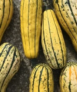 Roots Plants 3 Organic 'Cornells Bush Delicata' Winter Squash Plants