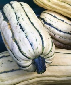 Roots Plants 3 Organic 'Cornells Bush Delicata' Winter Squash Plants