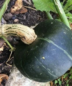Roots Plants 3 Organic 'Honey Bear' Winter Squash Plants 16 Roots Plants 3 Organic 'Honey Bear' Winter Squash Plants