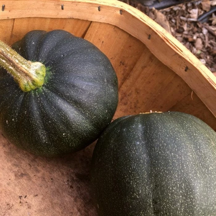 Roots Plants 3 Organic 'Honey Bear' Winter Squash Plants 5 Roots Plants 3 Organic 'Honey Bear' Winter Squash Plants