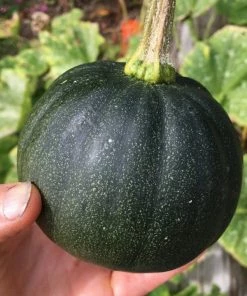 Roots Plants 3 Organic 'Honey Bear' Winter Squash Plants