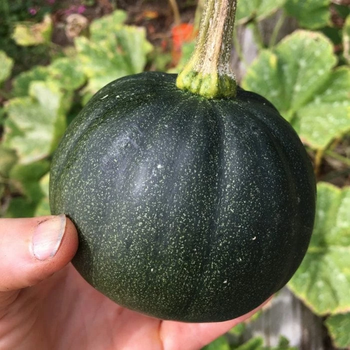 Roots Plants 3 Organic 'Honey Bear' Winter Squash Plants 4 Roots Plants 3 Organic 'Honey Bear' Winter Squash Plants