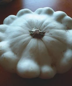 Roots Plants 3 Organic 'Custard White' Summer Squash Plants 12 Roots Plants 3 Organic 'Custard White' Summer Squash Plants