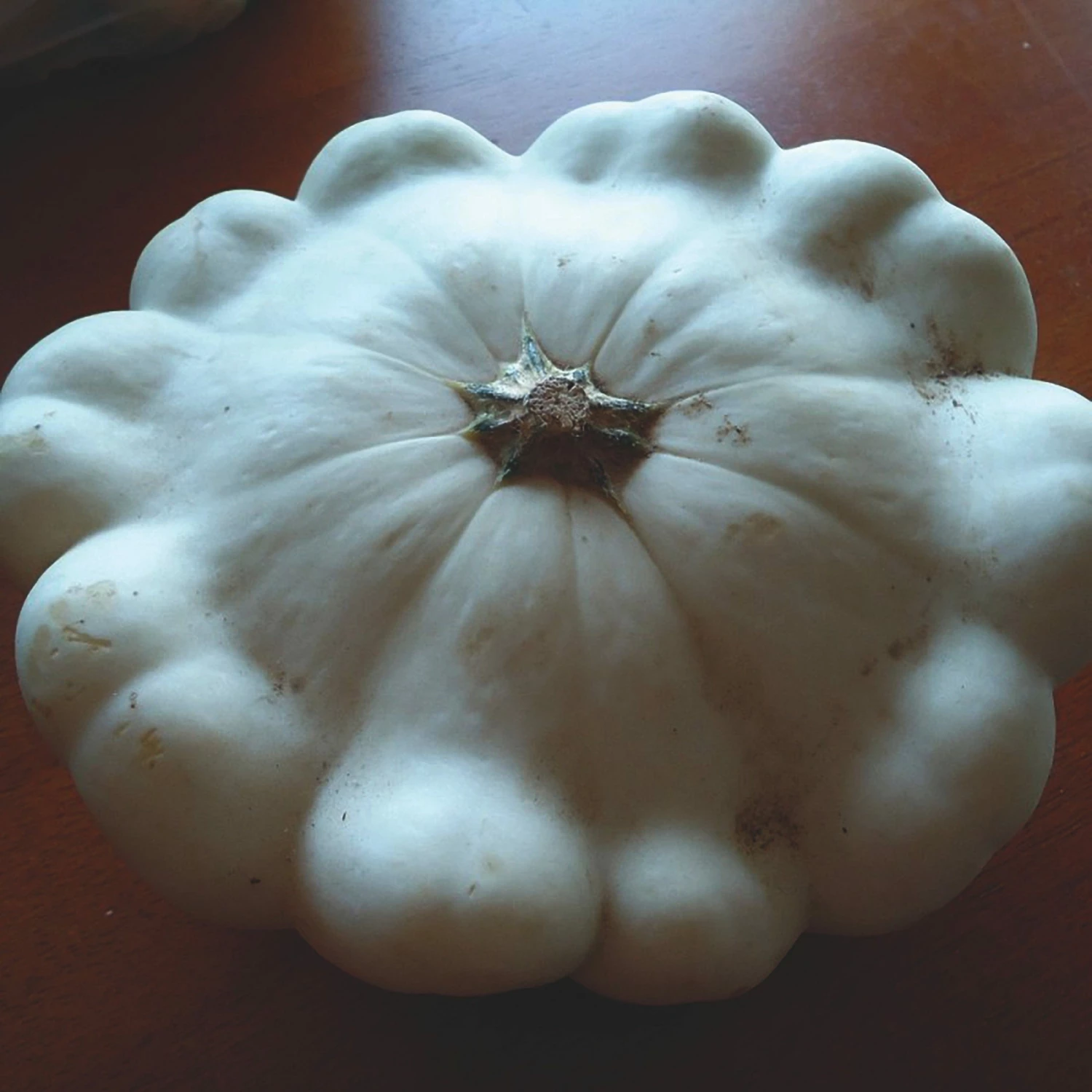 Roots Plants 3 Organic 'Custard White' Summer Squash Plants 5 Roots Plants 3 Organic 'Custard White' Summer Squash Plants