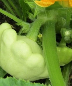 Roots Plants 3 Organic 'Custard White' Summer Squash Plants