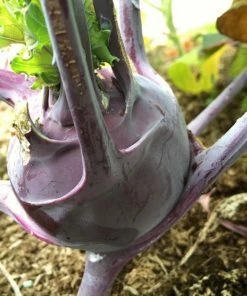 Roots Plants 10 Organic 'Delicacy Purple' Kohl Rabi Plants