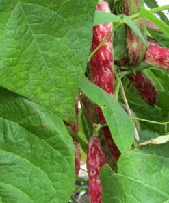 Roots Plants 10 Organic 'Barlotta Lingua Di Fuoco' Borlotti Bean Plants 9 Roots Plants 10 Organic 'Barlotta Lingua Di Fuoco' Borlotti Bean Plants