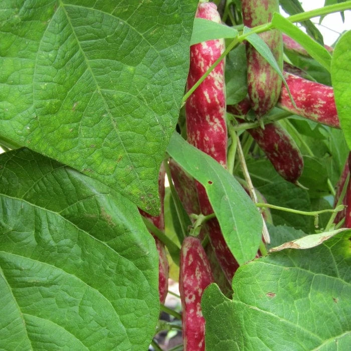 Roots Plants 10 Organic 'Barlotta Lingua Di Fuoco' Borlotti Bean Plants 6 Roots Plants 10 Organic 'Barlotta Lingua Di Fuoco' Borlotti Bean Plants