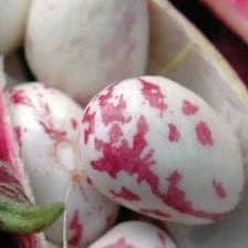 Roots Plants 10 Organic 'Barlotta Lingua Di Fuoco' Borlotti Bean Plants 5 Roots Plants 10 Organic 'Barlotta Lingua Di Fuoco' Borlotti Bean Plants