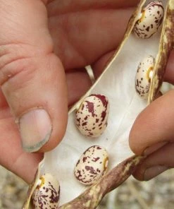 Roots Plants 10 Organic 'Barlotta Lingua Di Fuoco' Borlotti Bean Plants