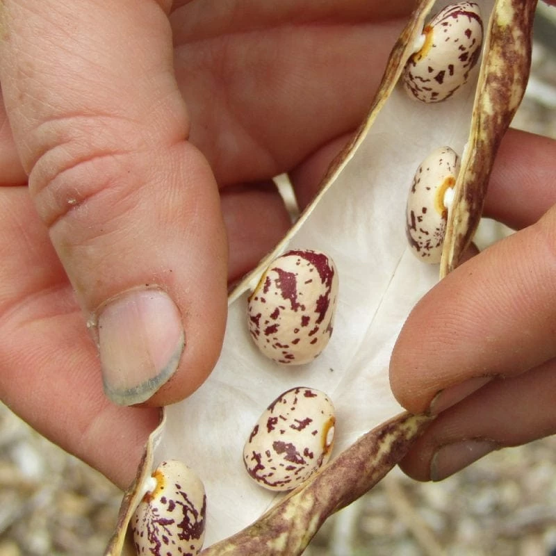 Roots Plants 10 Organic 'Barlotta Lingua Di Fuoco' Borlotti Bean Plants 4 Roots Plants 10 Organic 'Barlotta Lingua Di Fuoco' Borlotti Bean Plants