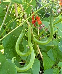 Roots Plants 15 Best Runner Bean Plants Collection | Growers Choice Peas & Beans
