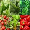 Roots Plants 41 Vegetables Plants For Pots | Tomatoes, Peppers & More