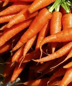 Roots Plants All Vegetable Plants Best Vegetable Plants Collection | Growers Choice 14 Roots Plants All Vegetable Plants Best Vegetable Plants Collection | Growers Choice