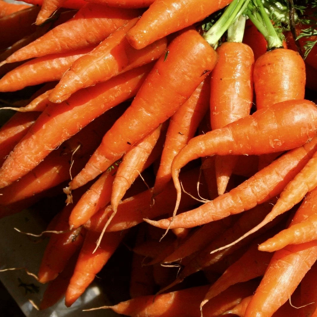 Roots Plants All Vegetable Plants Best Vegetable Plants Collection | Growers Choice 5 Roots Plants All Vegetable Plants Best Vegetable Plants Collection | Growers Choice