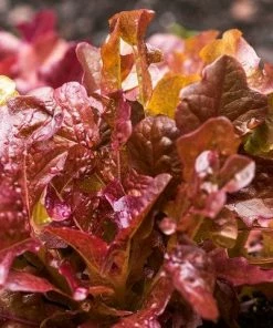 Roots Plants All Vegetable Plants Best Vegetable Plants Collection | Growers Choice 16 Roots Plants All Vegetable Plants Best Vegetable Plants Collection | Growers Choice