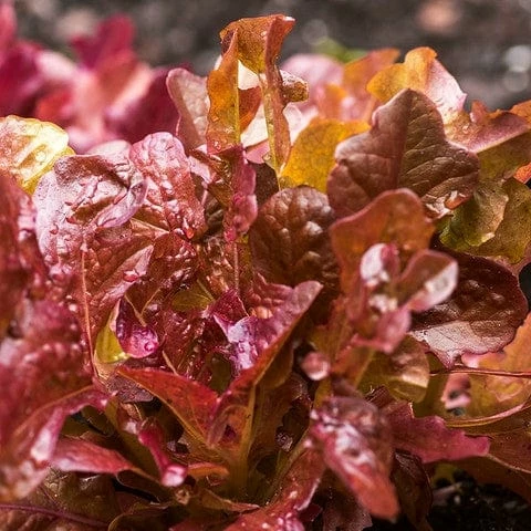 Roots Plants All Vegetable Plants Best Vegetable Plants Collection | Growers Choice 7 Roots Plants All Vegetable Plants Best Vegetable Plants Collection | Growers Choice