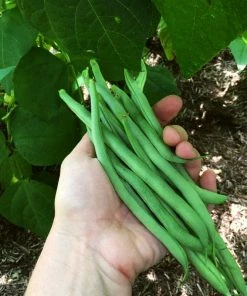 Roots Plants All Vegetable Plants Best Vegetable Plants Collection | Growers Choice 17 Roots Plants All Vegetable Plants Best Vegetable Plants Collection | Growers Choice