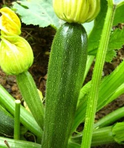 Roots Plants All Vegetable Plants Best Vegetable Plants Collection | Growers Choice 18 Roots Plants All Vegetable Plants Best Vegetable Plants Collection | Growers Choice