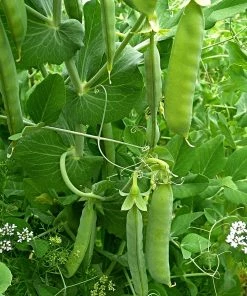 Roots Plants All Vegetable Plants Best Vegetable Plants Collection | Growers Choice 19 Roots Plants All Vegetable Plants Best Vegetable Plants Collection | Growers Choice