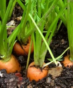 Roots Plants All Vegetable Plants Best Vegetable Plants Collection | Growers Choice 20 Roots Plants All Vegetable Plants Best Vegetable Plants Collection | Growers Choice