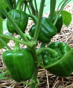 Roots Plants All Vegetable Plants Best Vegetable Plants Collection | Growers Choice 21 Roots Plants All Vegetable Plants Best Vegetable Plants Collection | Growers Choice