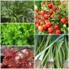 Roots Plants 55 Quick Growing Salad Plants For Pots