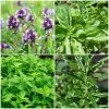 Roots Plants All Vegetable Plants 12 Organic Italian Herbs Plants 1 Roots Plants All Vegetable Plants 12 Organic Italian Herbs Plants