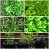 Roots Plants All Vegetable Plants 12 Organic Indoor Herb Plants 2 Roots Plants All Vegetable Plants 12 Organic Indoor Herb Plants