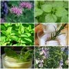 Roots Plants 12 Organic Botanicals Herb Plants For Gin 1 Roots Plants 12 Organic Botanicals Herb Plants For Gin