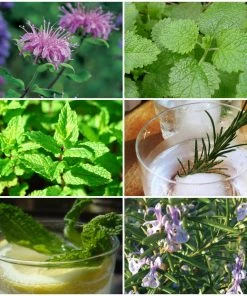 Roots Plants 12 Organic Botanicals Herb Plants For Gin