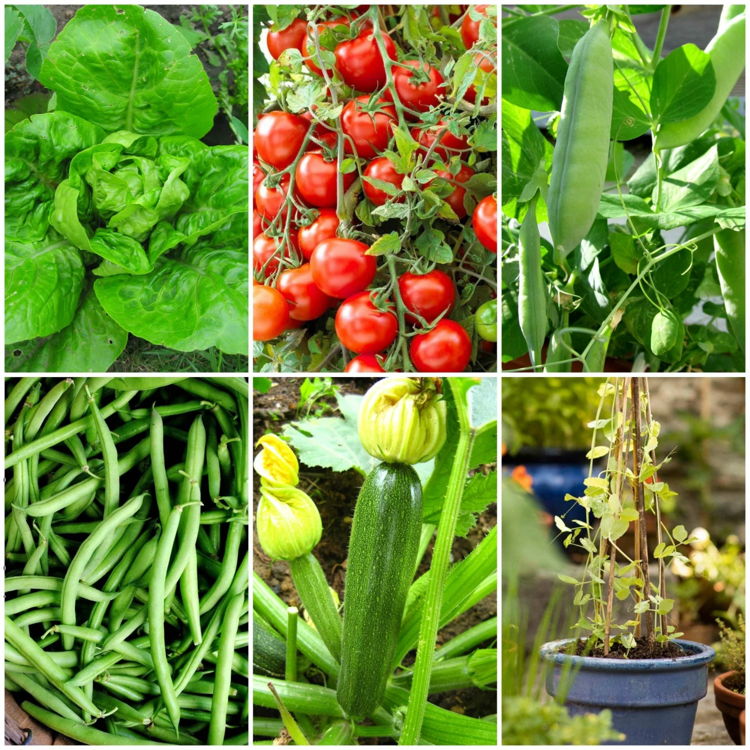 Roots Plants All Vegetable Plants 38 Easy To Grow Vegetable Plants | Ideal For Beginners 3 Roots Plants All Vegetable Plants 38 Easy To Grow Vegetable Plants | Ideal For Beginners