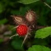 Roots Plants Fruits Japanese Wineberry Plant