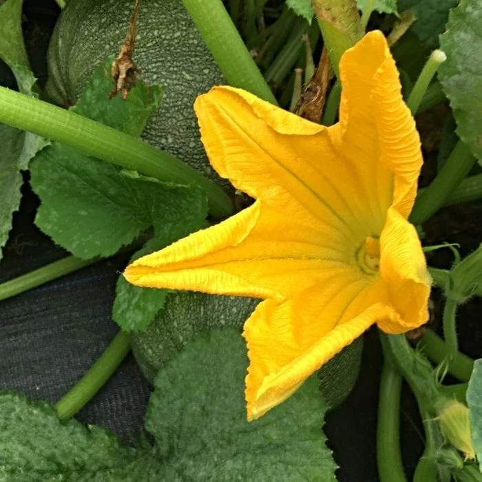 Roots Plants 3 Organic 'Honey Bear' Winter Squash Plants 10 Roots Plants 3 Organic 'Honey Bear' Winter Squash Plants