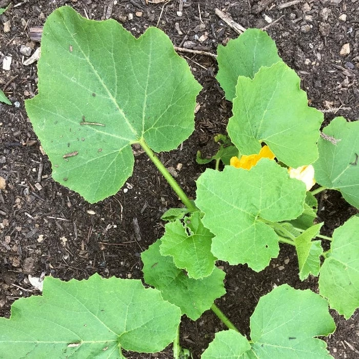 Roots Plants 3 Organic 'Sweet Dumpling' Winter Squash Plants 9 Roots Plants 3 Organic 'Sweet Dumpling' Winter Squash Plants